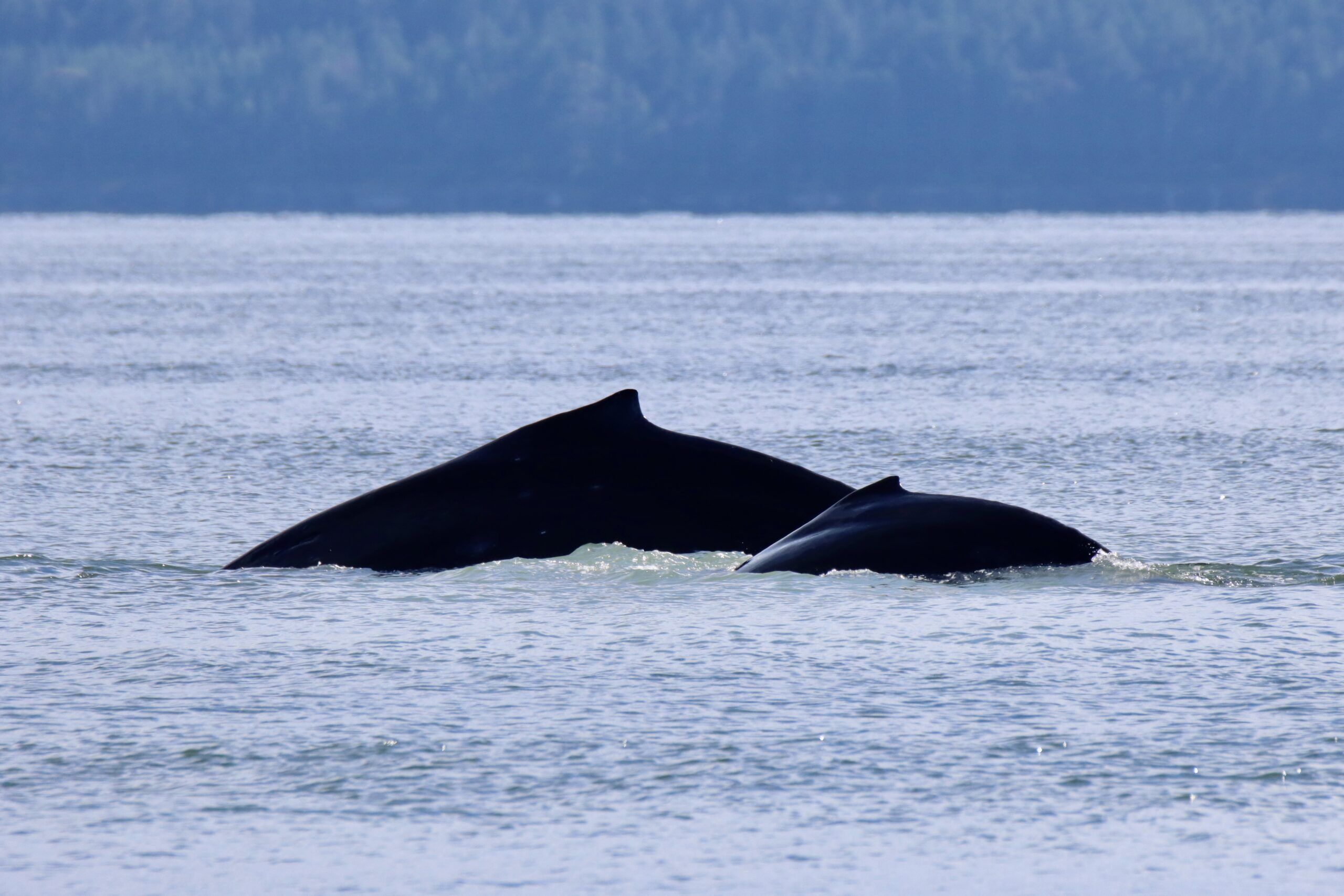 New Humpback Whale Moms And Calves Sighted In Salish Sea Today My