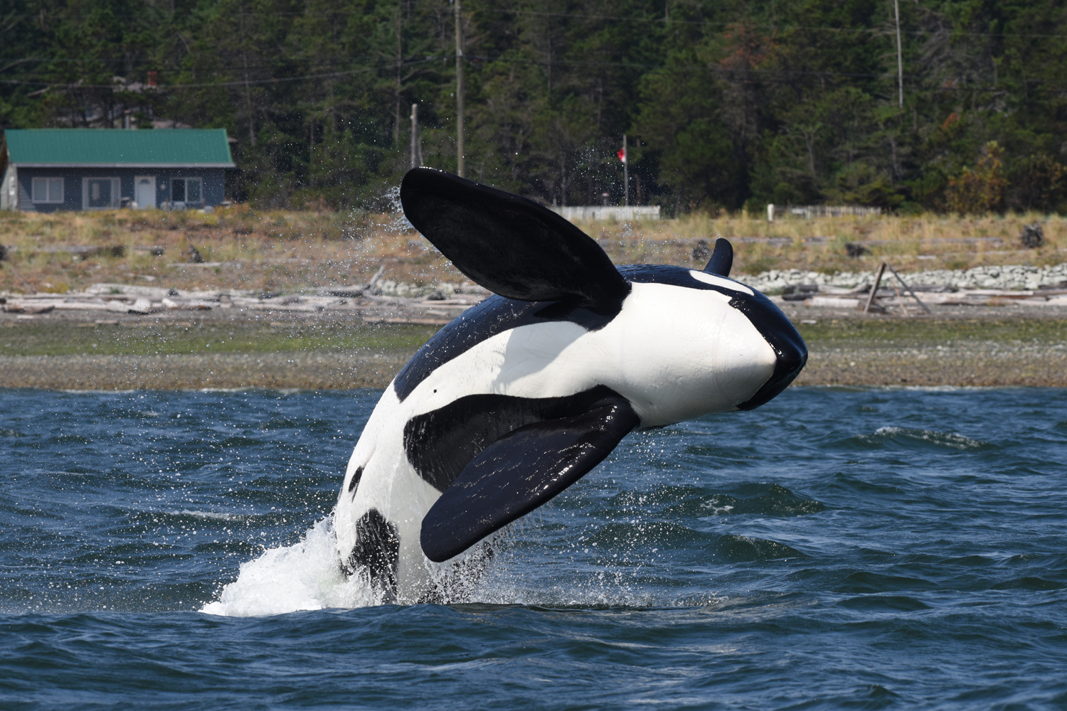 Orca lured from Comox Harbour by whale recordings - My Campbell River Now