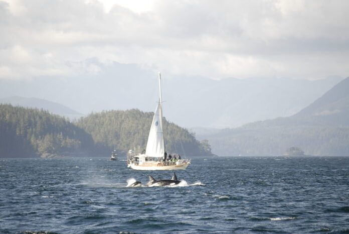 world-famous-sailboat-race-launches-this-weekend-my-campbell-river-now