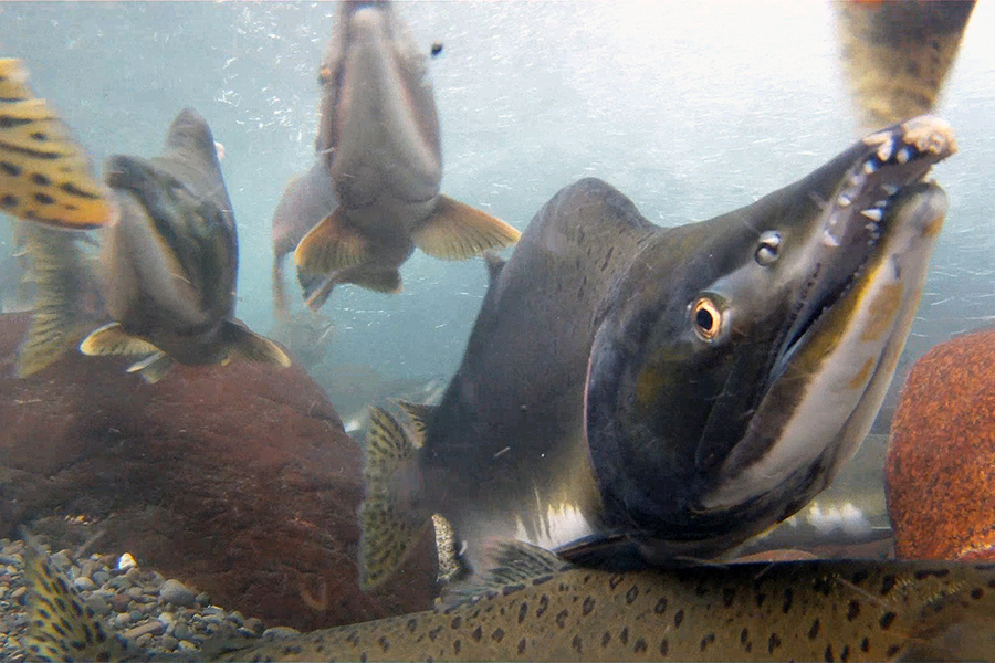 Fall Salmon Vancouver Island