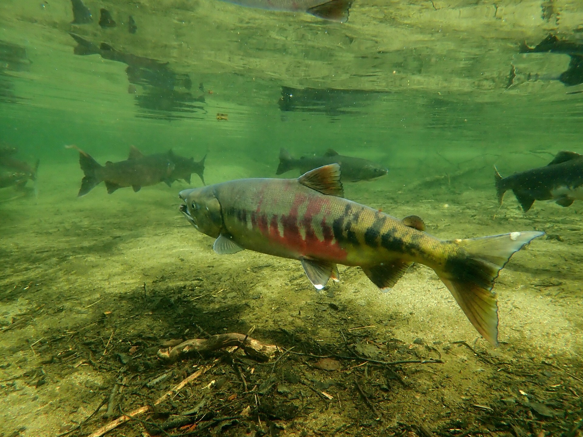 Climate change playing havoc with some salmon species, while ...