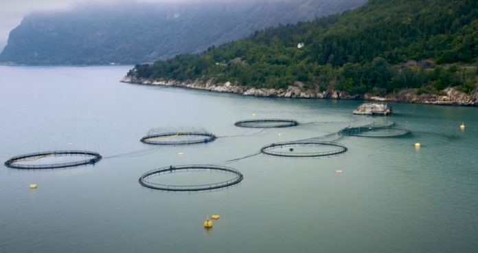 Salmon farming tech company expanding, thanks to new $21M investment ...